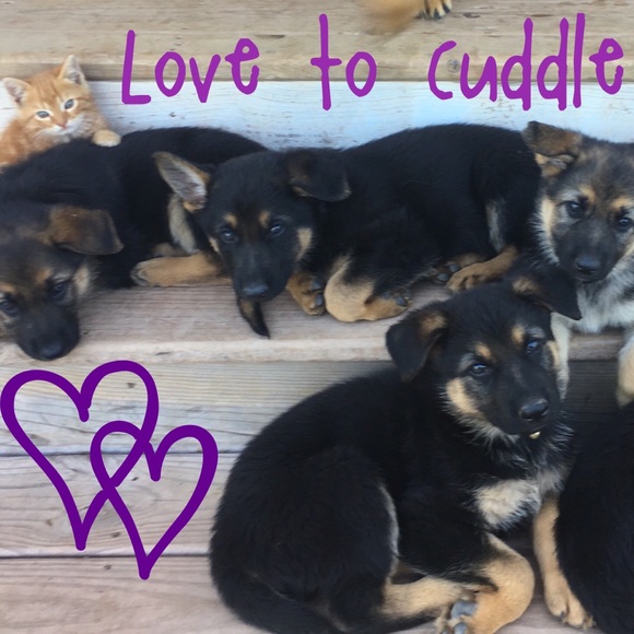 Meet your Posh Ambassador, Jen ♥️ - Picture 7 of 10